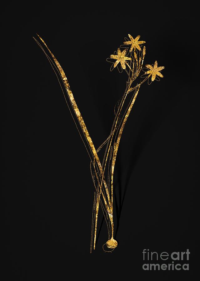 Gold Ixia Longiflora Botanical Illustration on Black Mixed Media by Holy Rock Design