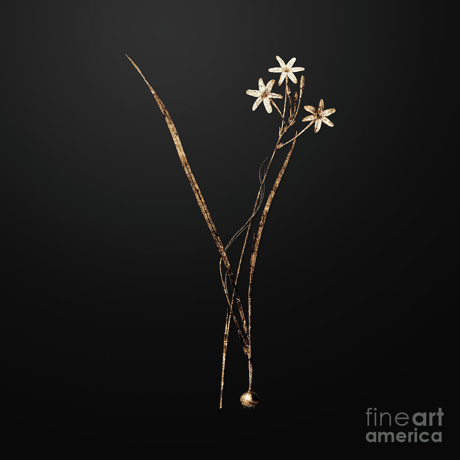 Vintage Painting - Gold Ixia Longiflora on Wrought Iron Black n.00248 by Holy Rock Design
