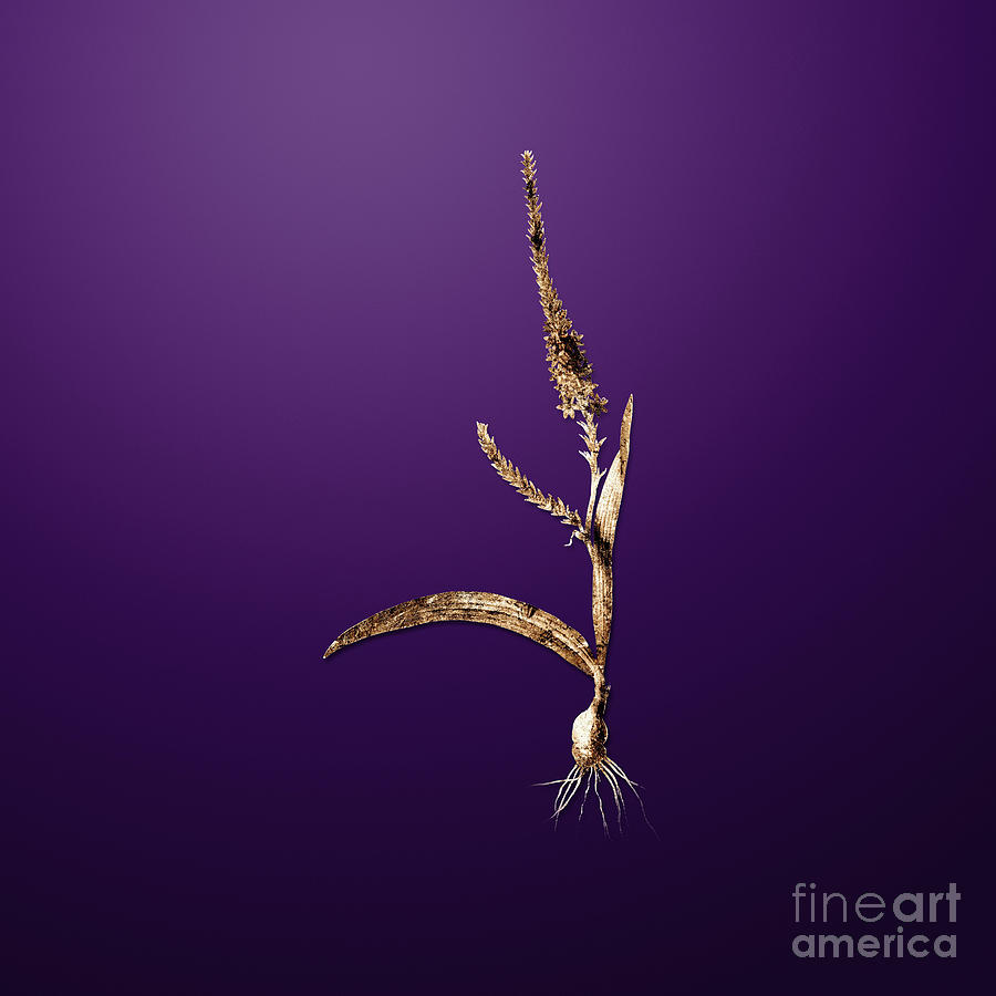 Gold Ixia Plantaginea On Royal Purple N.01034 Painting