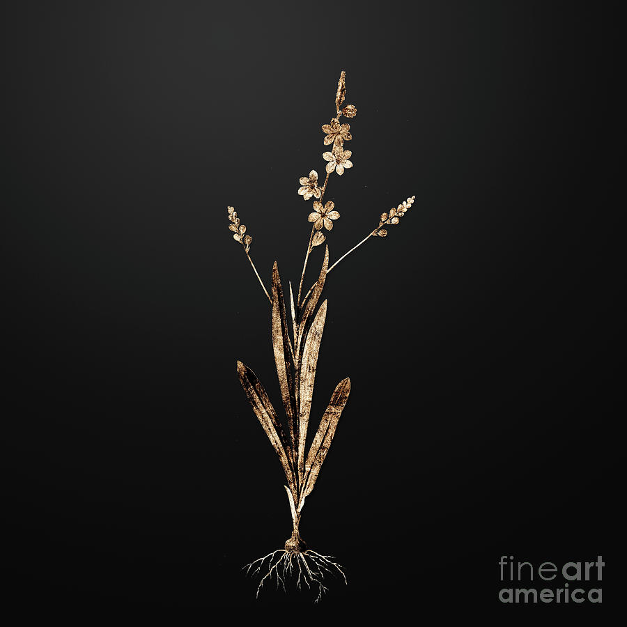 Vintage Painting - Gold Ixia Scillaris on Wrought Iron Black n.00318 by Holy Rock Design