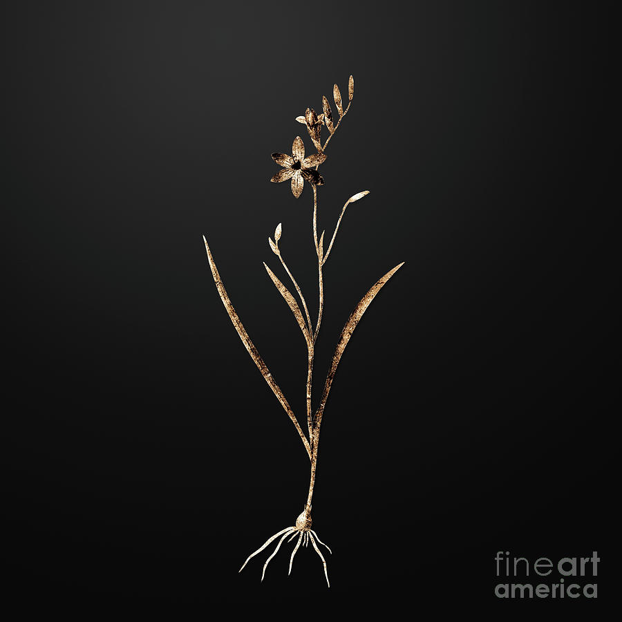 Vintage Painting - Gold Ixia Secunda on Wrought Iron Black n.00332 by Holy Rock Design