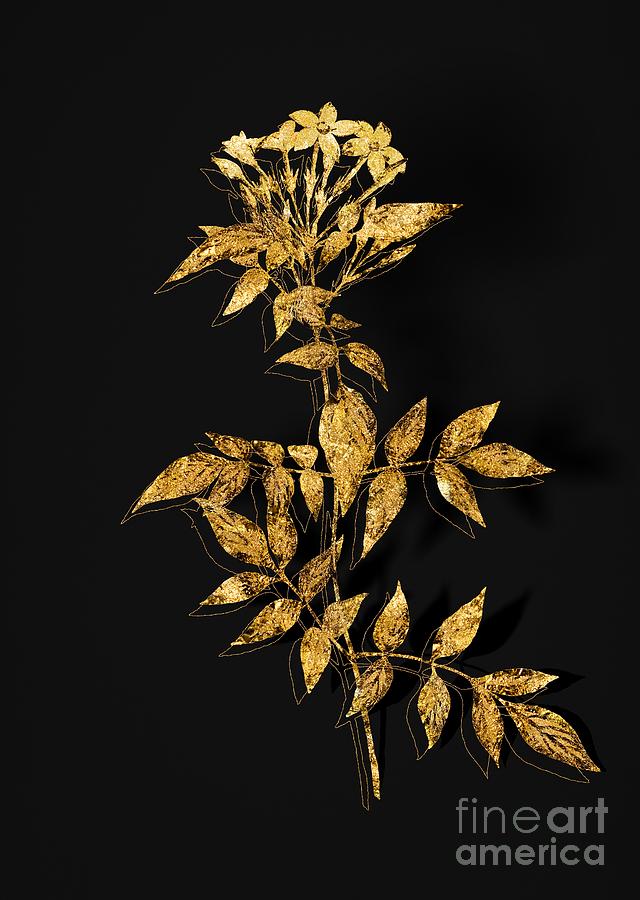Gold Jasmin Officinale Flower Botanical Illustration on Black Mixed Media by Holy Rock Design