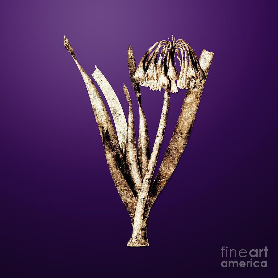 Lily Painting - Gold Knysna Lily on Royal Purple n.01146 by Holy Rock Design