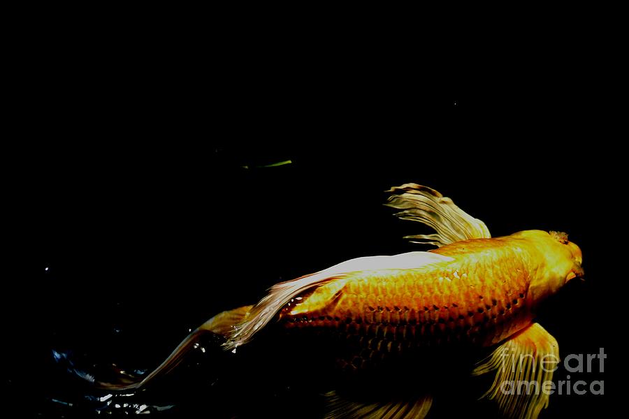 Gold Koi Against the Darkness Photograph by Expressions By Stephanie