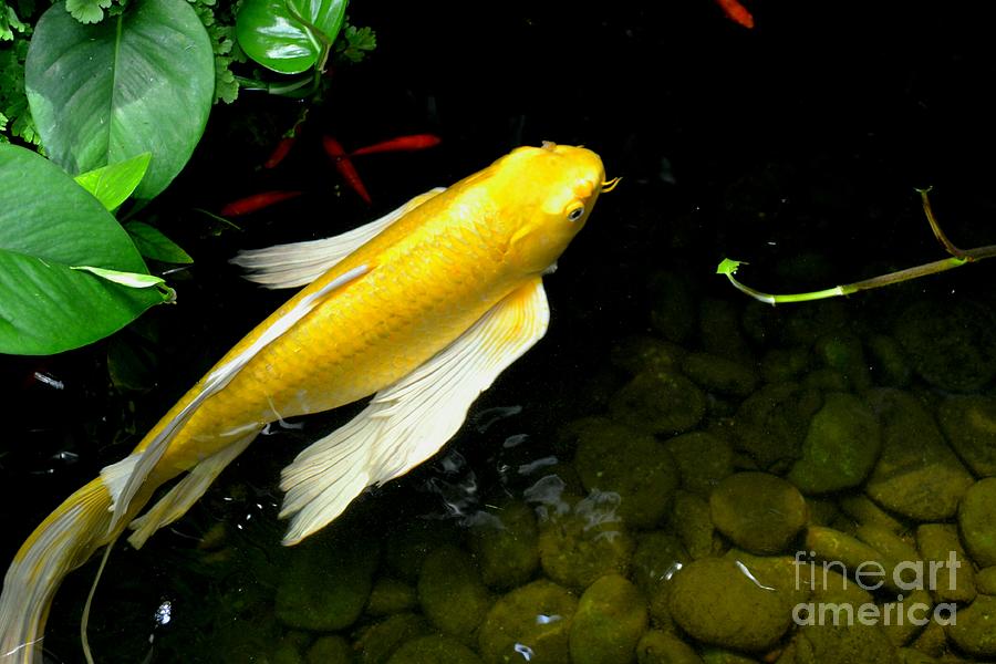 Gold Koi Fish Photograph by Expressions By Stephanie