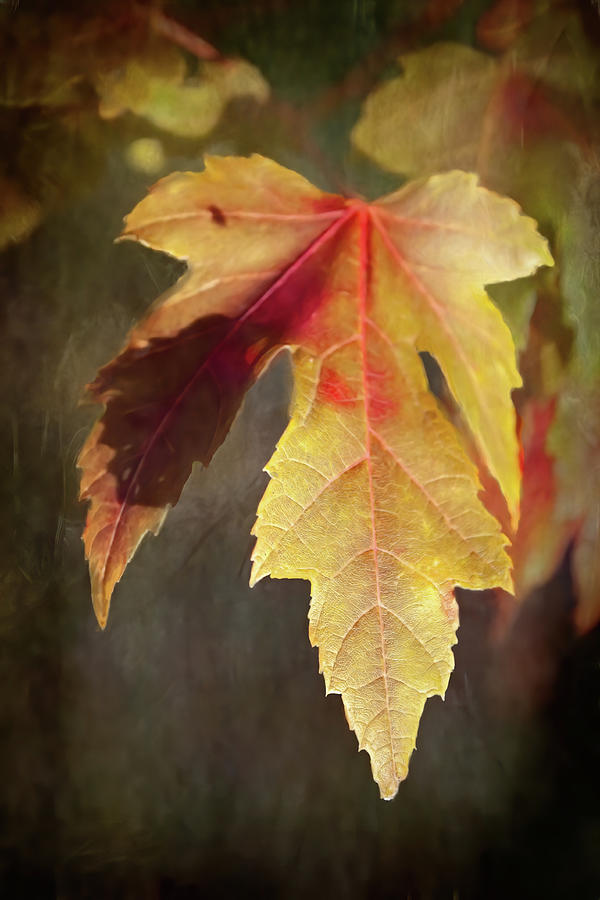 Fall Photograph - Gold Leaf by David Beard