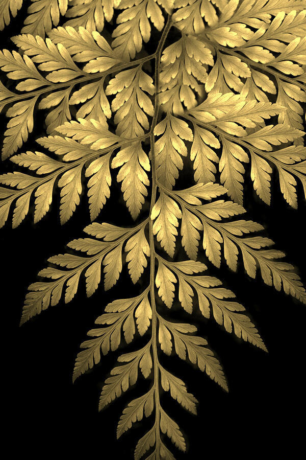 Gold Leaf Fern Photograph by Jessica Jenney