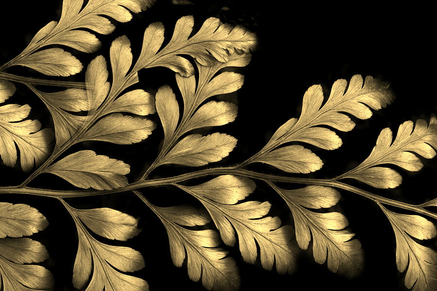 Gold Leaf Photograph by Jessica Jenney