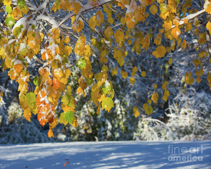 Gold leaves in snow Photograph by Agnes Caruso