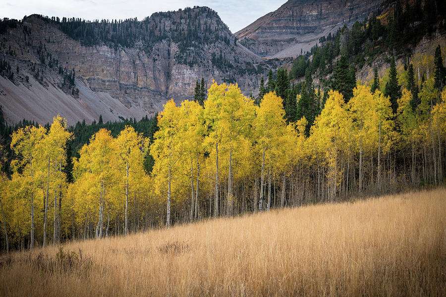 Gold Leaves in the Wasatch Mountains of Utah Photograph by James Udall