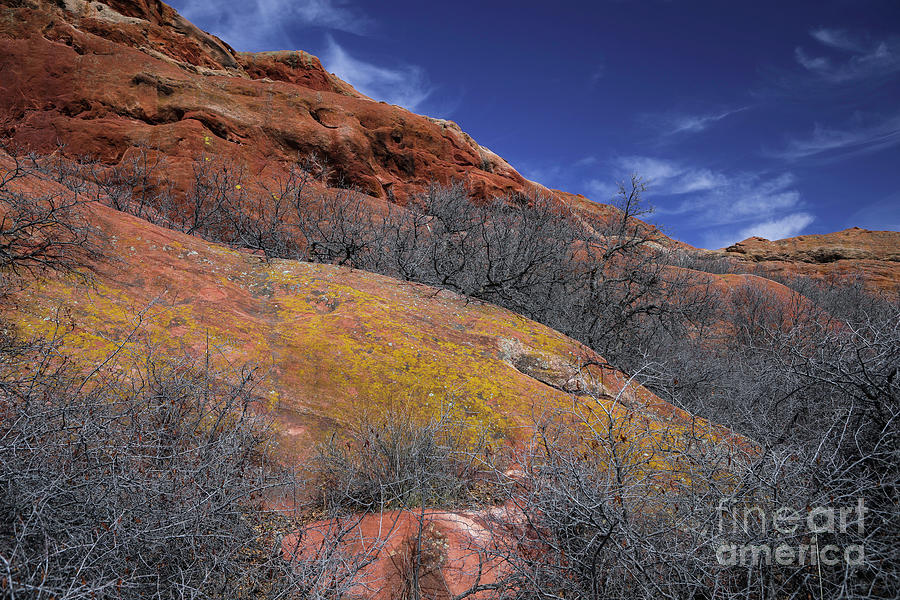 Spring Photograph - Gold Lichen on Red Rocks by Barbara Schultheis