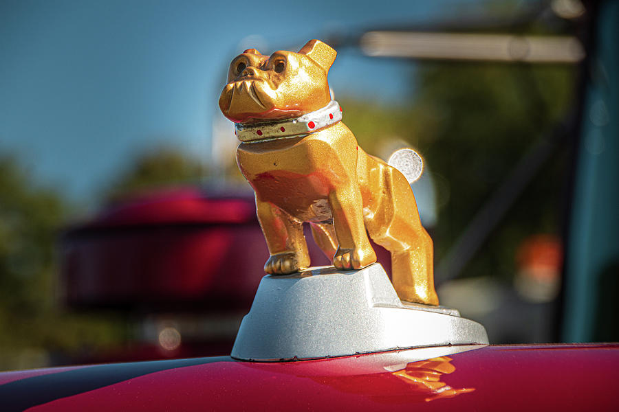 Gold Mack Bulldog Photograph by Kristia Adams