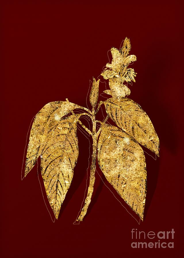 Gold Malabar Nut Botanical Illustration on Red Mixed Media by Holy Rock Design