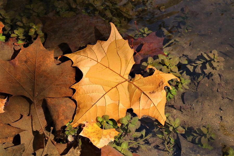 Gold Maple Leaf in Shallow Stream Photograph by Sheila Brown