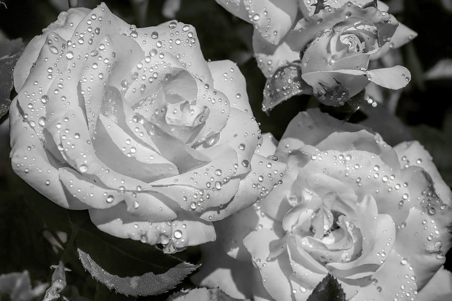 Rose Photograph - Gold Medal Roses in B and W by Donna Kennedy