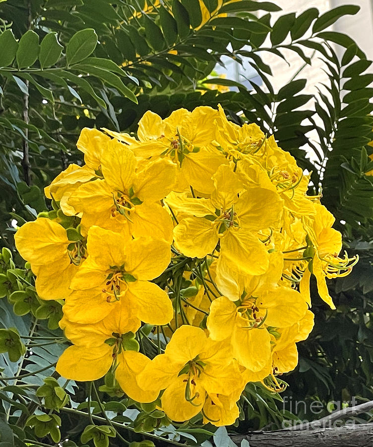 Gold Medallion Tree Cassia Leptophylla Flower Ball Photograph By Sofia Goldberg Fine Art America