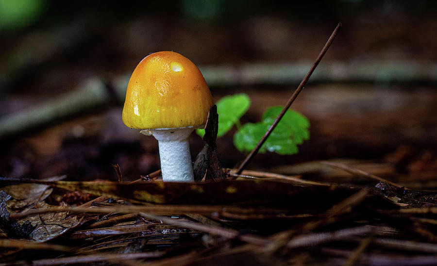 Mushroom Photograph - Gold Mushroom by Randy Bayne