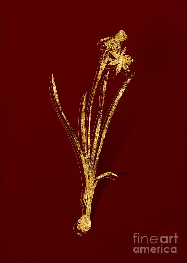 Gold Narcissus Calathinus Botanical Illustration on Red Mixed Media by Holy Rock Design