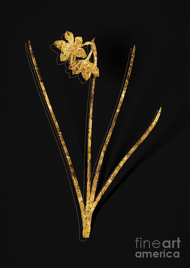 Gold Narcissus Odorus Botanical Illustration on Black Mixed Media by Holy Rock Design