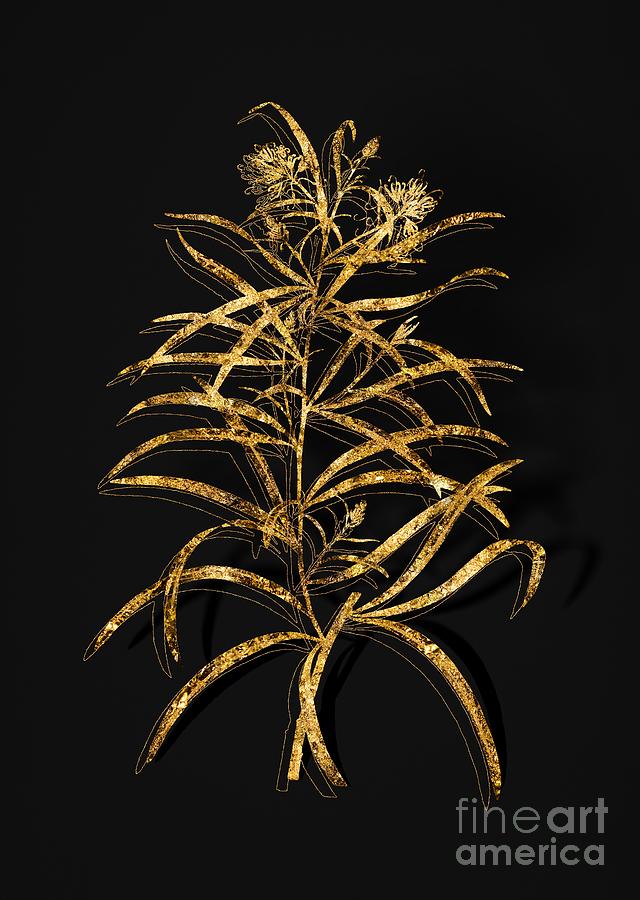 Gold Narrow Leaved Spider Flower Botanical Illustration on Black Mixed Media by Holy Rock Design