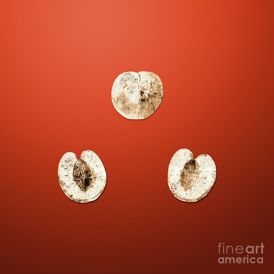 Gold Nectarine on Tomato Red n.00049 Painting by Holy Rock Design