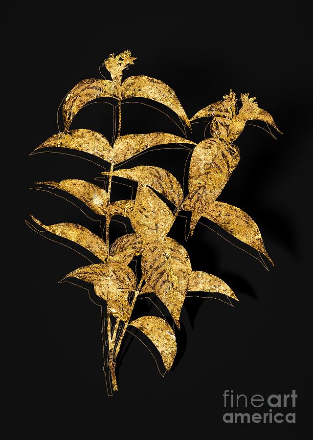 Gold Northern Bush Honeysuckle Botanical Illustration On Black Mixed Media