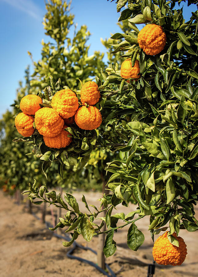 Gold Nugget Mandarin Tree Photograph by Elvira Peretsman