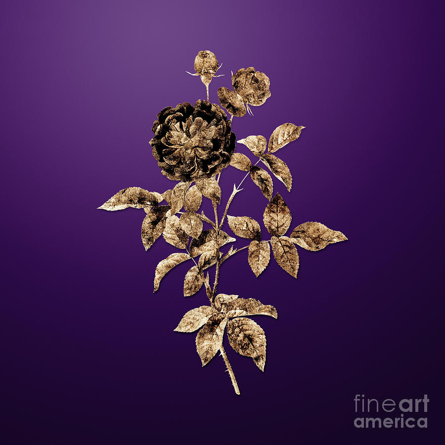 Gold One Hundred Leaved Rose on Royal Purple n.01734 Painting by Holy Rock Design