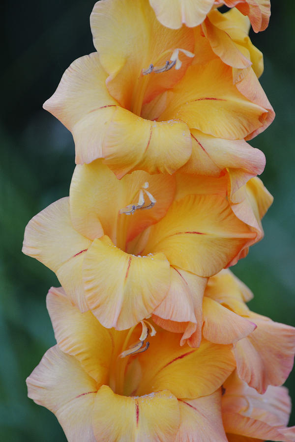Gold Peach Gladiolus Flower Portrait Photograph by Gaby Ethington