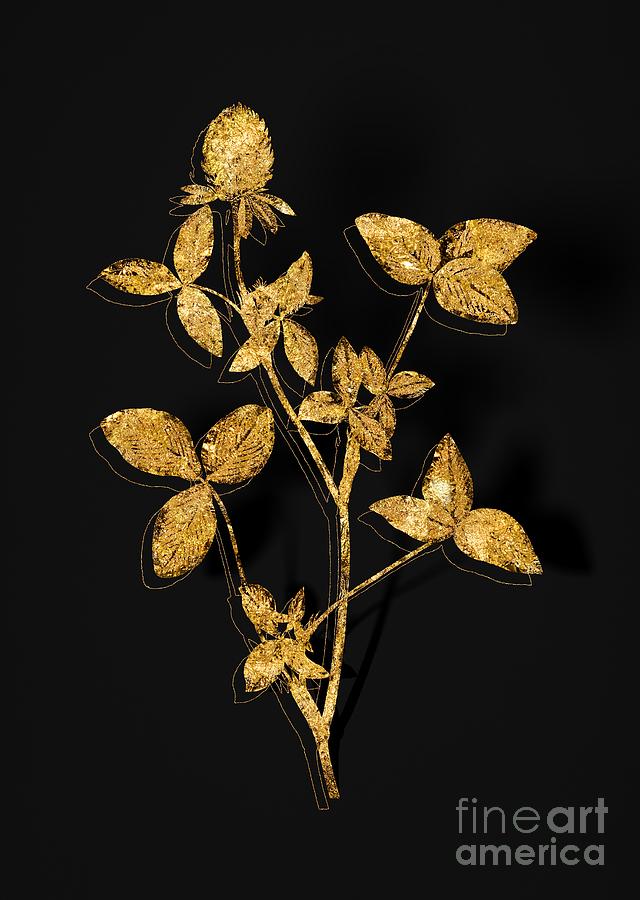 Gold Pink Clover Botanical Illustration on Black Mixed Media by Holy Rock Design