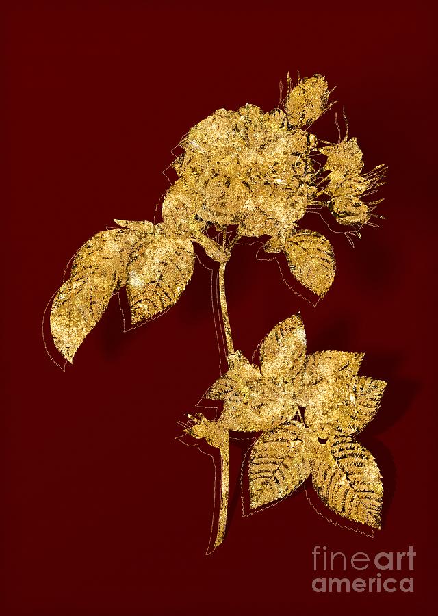 Gold Pink Francfort Rose Botanical Illustration on Red Mixed Media by Holy Rock Design