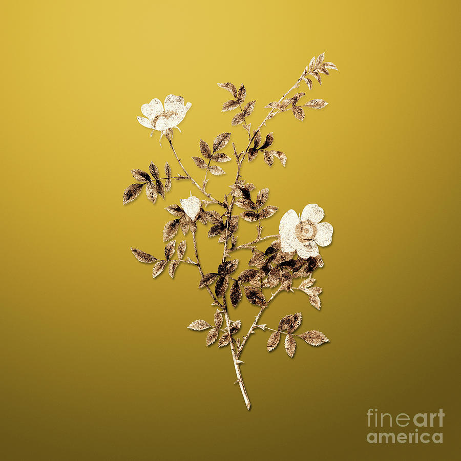 Gold Pink Hedge Rose in Bloom on Mango Yellow n.00670 Painting by Holy Rock Design