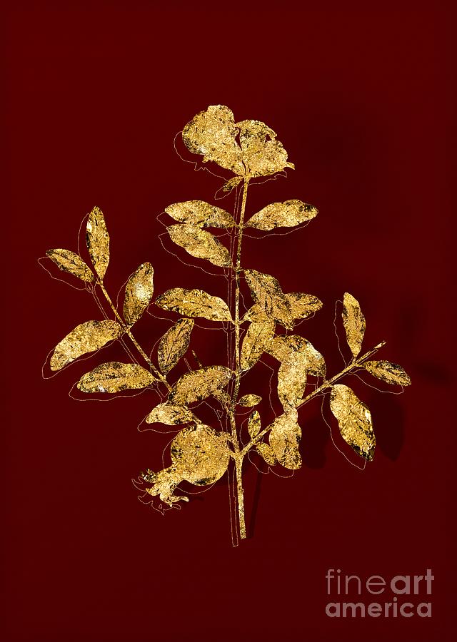 Gold Pomegranate Botanical Illustration on Red Mixed Media by Holy Rock Design