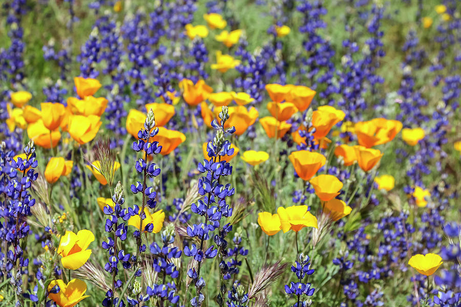 Gold Poppies and Lupines Photograph by Dawn Richards