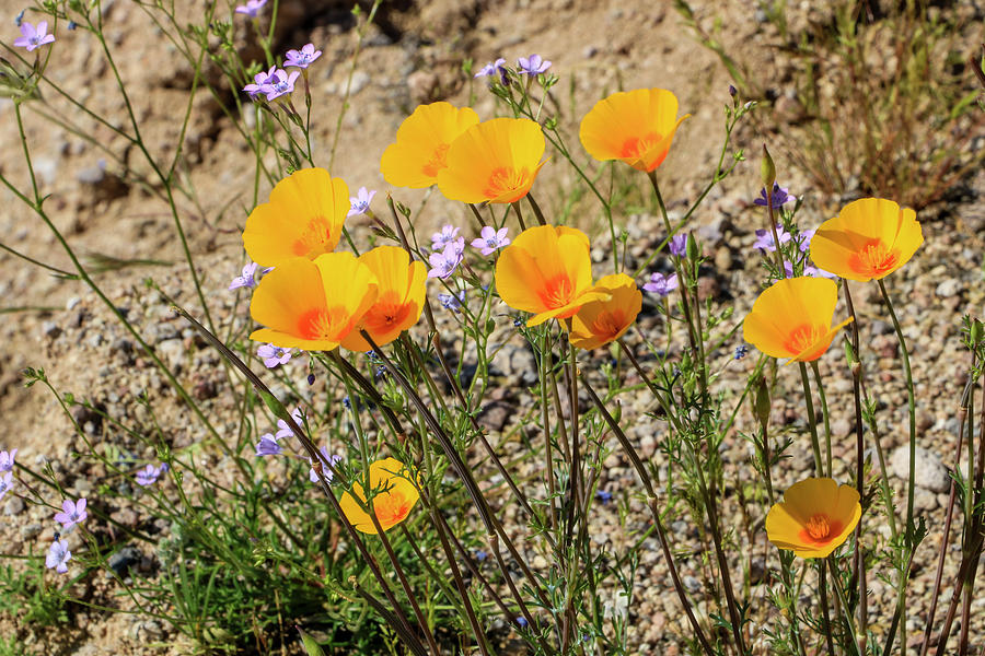 Gold Poppies Photograph by Dawn Richards
