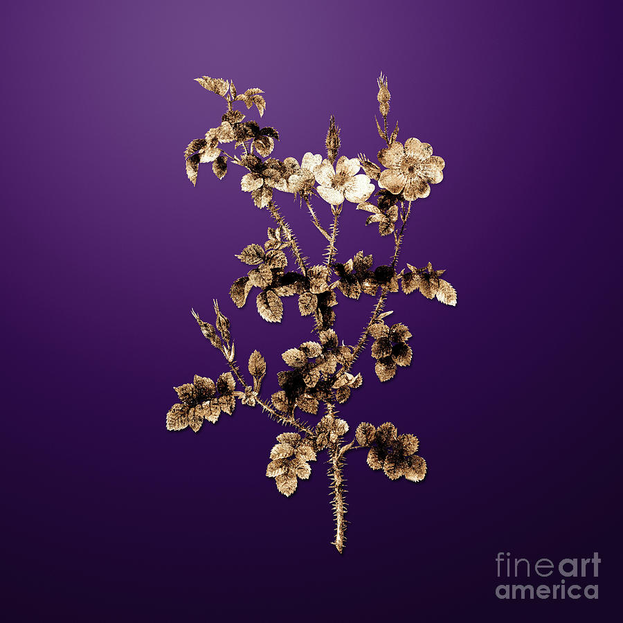 Gold Prickly Sweetbriar Rose on Royal Purple n.02434 Painting by Holy Rock Design