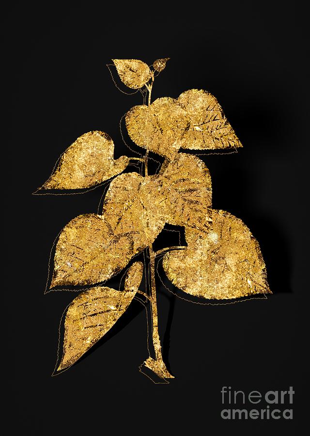 Gold Quaking Aspen Botanical Illustration on Black Mixed Media by Holy Rock Design