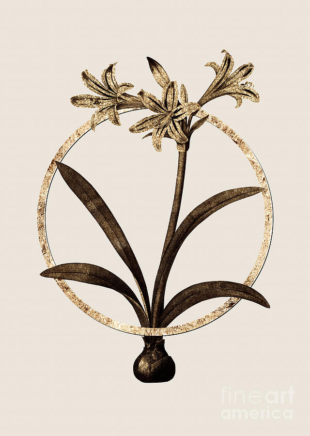 Gold Ring Amaryllis Botanical Illustration Black And Gold N.0239 Painting