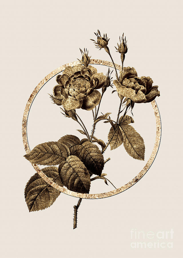 Gold Ring Anemone Centuries Rose Botanical Illustration Black And Gold N.0262 Painting