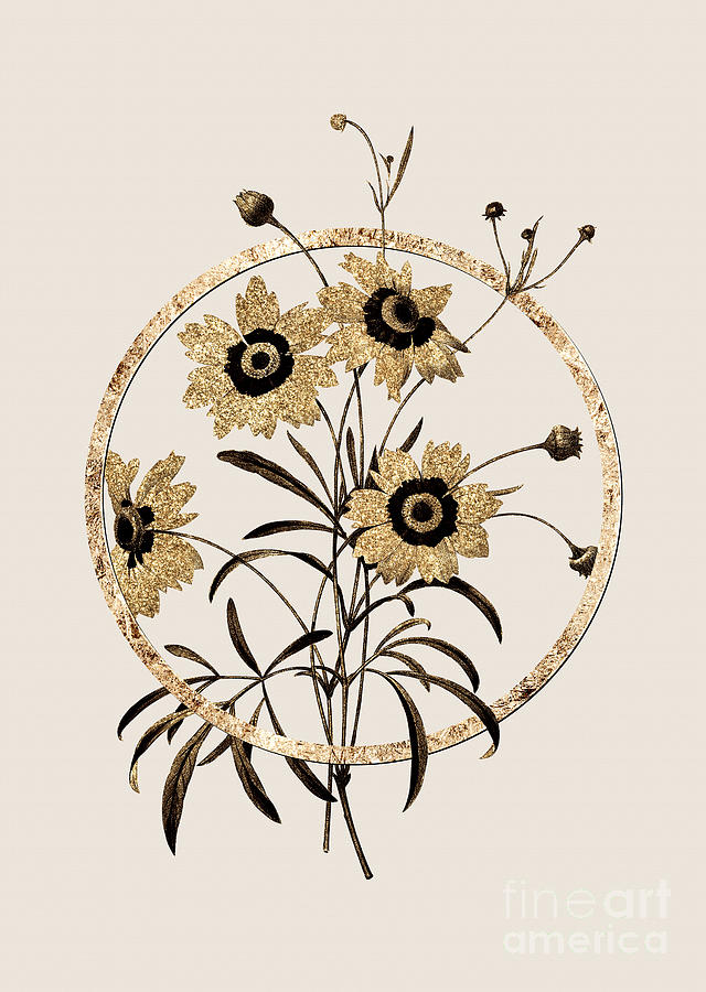 Gold Ring Coreopsis Elegans Botanical Illustration Black and Gold n.0375 Painting by Holy Rock Design