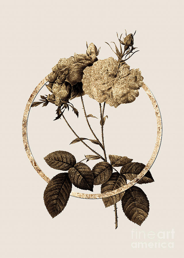 Gold Ring Damask Rose Botanical Illustration Black and Gold n.0364 Painting by Holy Rock Design
