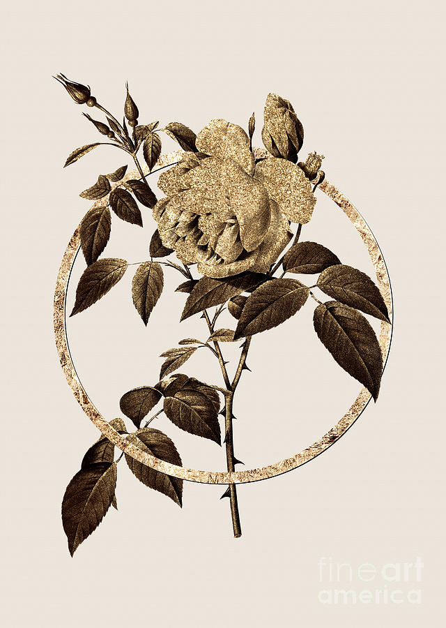 Gold Ring Fragrant Rosebush Botanical Illustration Black and Gold n.0355 Painting by Holy Rock Design