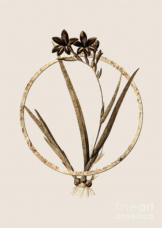 Gold Ring Gladiolus Cardinalis Botanical Illustration Black and Gold n.0406 Painting by Holy Rock Design