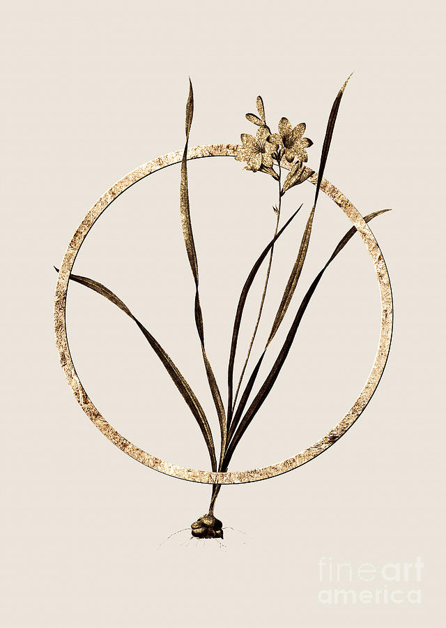 Gold Ring Gladiolus Lineatus Botanical Illustration Black and Gold n.0410 Painting by Holy Rock Design