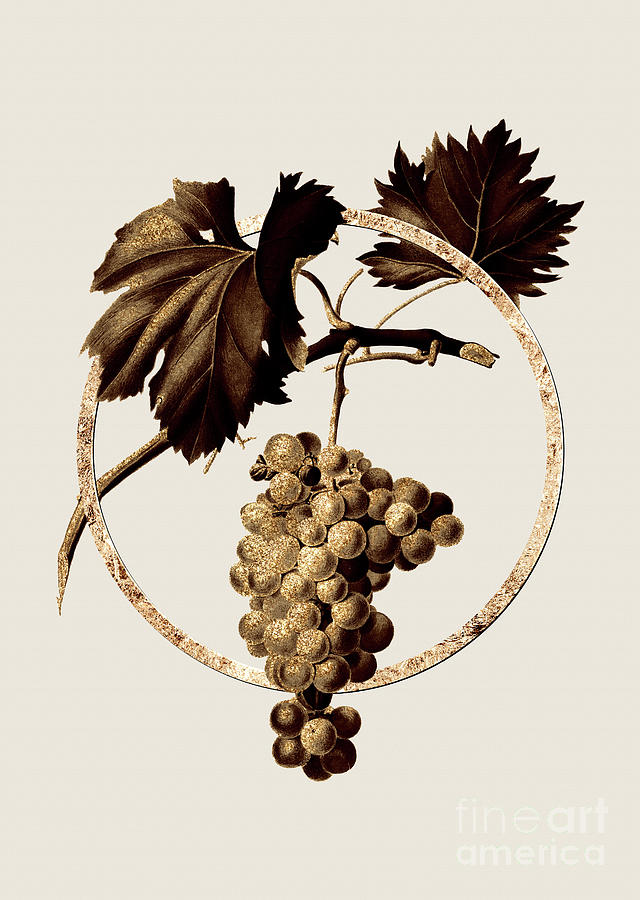Gold Ring Grape Vine Botanical Illustration Black and Gold n.0415 Painting by Holy Rock Design