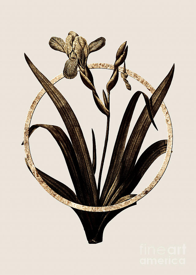 Gold Ring Hungarian Iris Botanical Illustration Black and Gold n.0408 Painting by Holy Rock Design