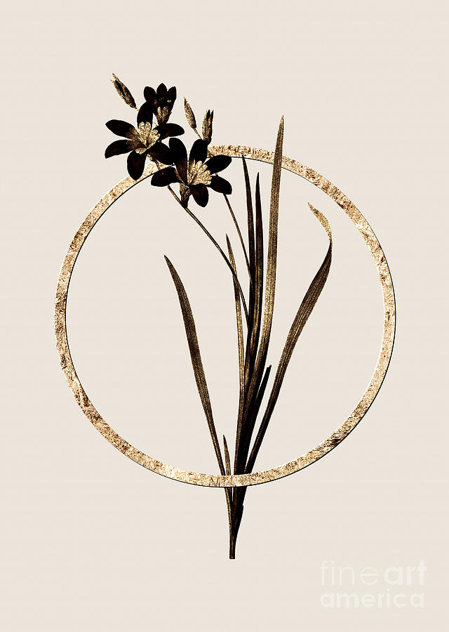 Gold Ring Ixia Tricolor Botanical Illustration Black and Gold n.0402 Painting by Holy Rock Design