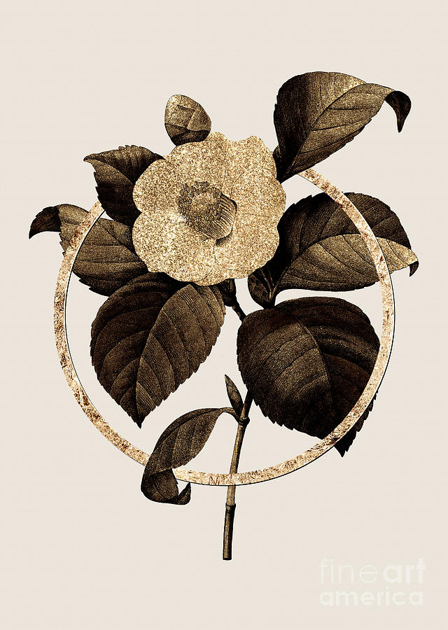 Gold Ring Japanese Camelia Botanical Illustration Black and Gold n.0391 Mixed Media by Holy Rock Design