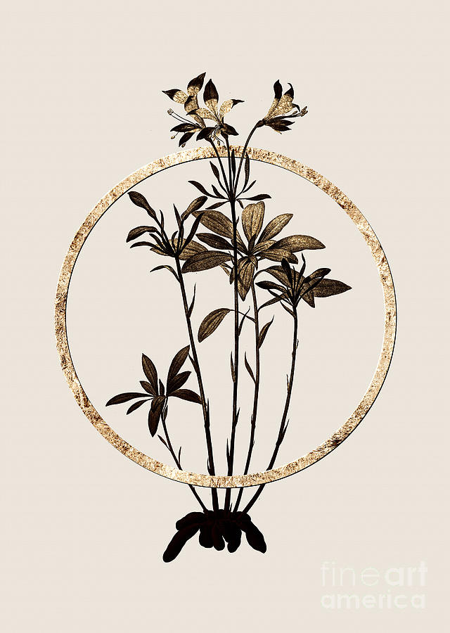 Gold Ring Lily of the Incas Botanical Illustration Black and Gold n.0358 Painting by Holy Rock Design