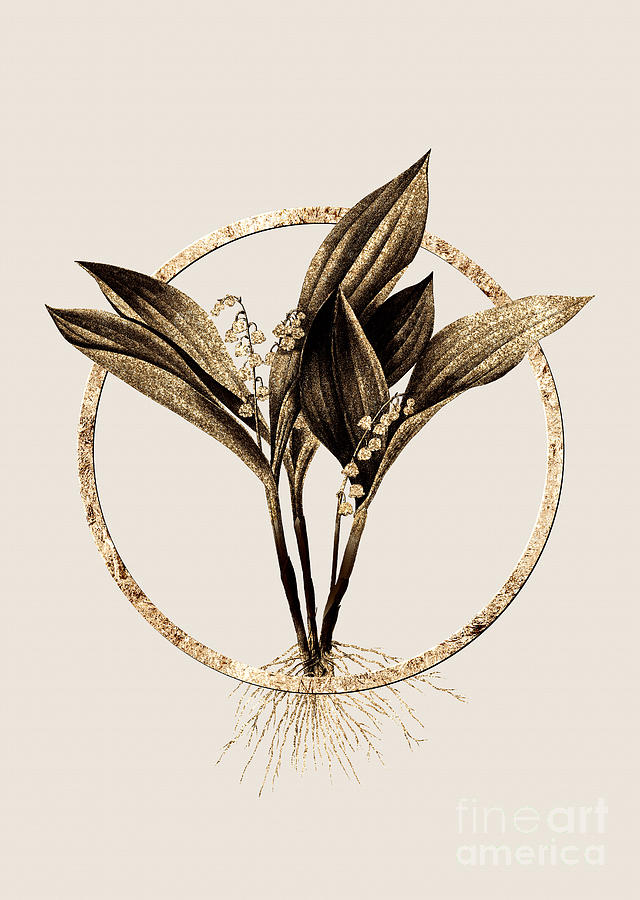Gold Ring Lily of the Valley Botanical Illustration Black and Gold n.0388 Painting by Holy Rock Design